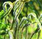 Daniel pavon cuellar imagenes  flora trpw