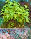 Daniel pavon cuellar imagenes  miniature forest 2014 23