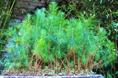 Daniel pavon cuellar miniature forest 2012 20214 b