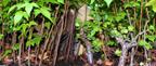 Daniel pavon cuellar miniature forest ecospheres jyuioo